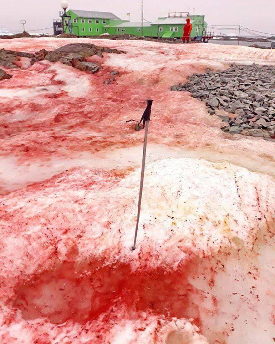 ثلج أحمر برائحة البطيخ.. إليكم الأسباب العلمية لهذه الظاهرة الغريبة صورة رقم 4