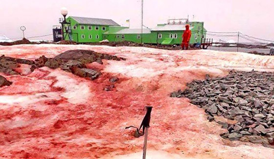 ثلج أحمر برائحة البطيخ.. إليكم الأسباب العلمية لهذه الظاهرة الغريبة صورة رقم 7