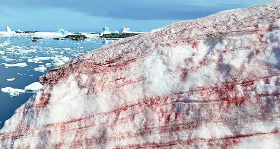 ثلج أحمر برائحة البطيخ.. إليكم الأسباب العلمية لهذه الظاهرة الغريبة صورة رقم 8