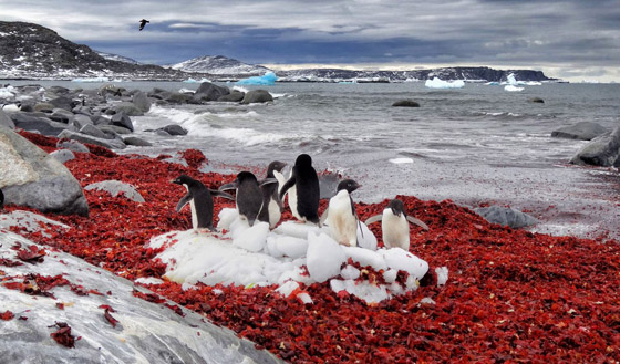 ثلج أحمر برائحة البطيخ.. إليكم الأسباب العلمية لهذه الظاهرة الغريبة صورة رقم 9