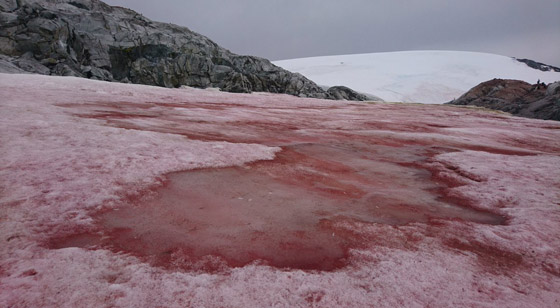 ثلج أحمر برائحة البطيخ.. إليكم الأسباب العلمية لهذه الظاهرة الغريبة صورة رقم 10
