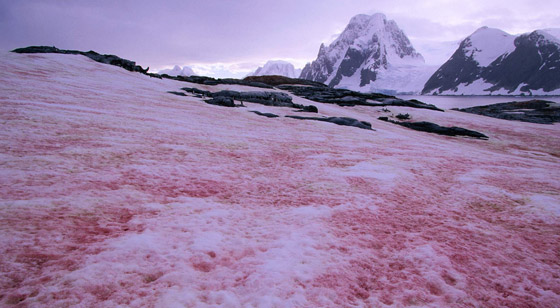 ثلج أحمر برائحة البطيخ.. إليكم الأسباب العلمية لهذه الظاهرة الغريبة صورة رقم 3