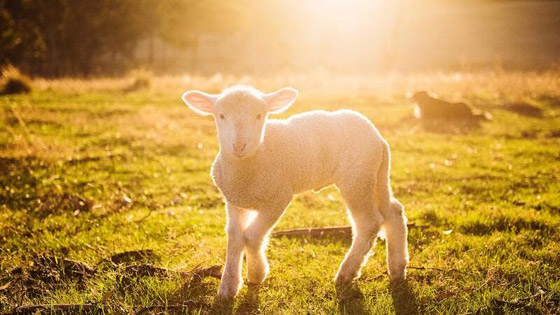 تفسير الحلم بالحمل في المنام؟ صورة رقم 1