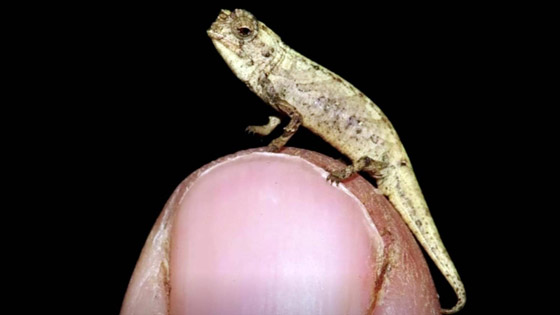 علماء: اكتشاف حرباء بحجم بذرة عباد الشمس صورة رقم 3