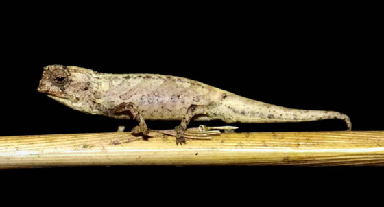 علماء: اكتشاف حرباء بحجم بذرة عباد الشمس صورة رقم 4