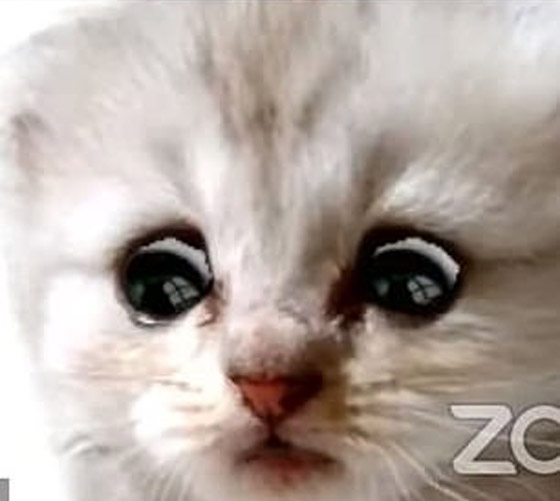 فلتر يحول محاميا لقطة أمام القاضي! 20 مليون مشاهدة للورطة التي وقع فيها صورة رقم 7