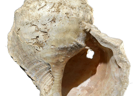 اكتشاف فريد.. العثور على آلة موسيقية قديمة عمرها 18 ألف عام صورة رقم 4