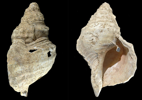 اكتشاف فريد.. العثور على آلة موسيقية قديمة عمرها 18 ألف عام صورة رقم 3