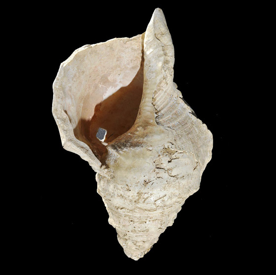 اكتشاف فريد.. العثور على آلة موسيقية قديمة عمرها 18 ألف عام صورة رقم 5