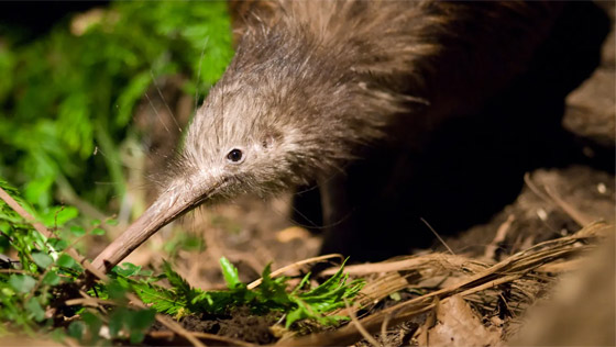 ماذا تعرف عن القارة المفقودة التي استغرق العثور عليها 375 عاما؟ صورة رقم 3