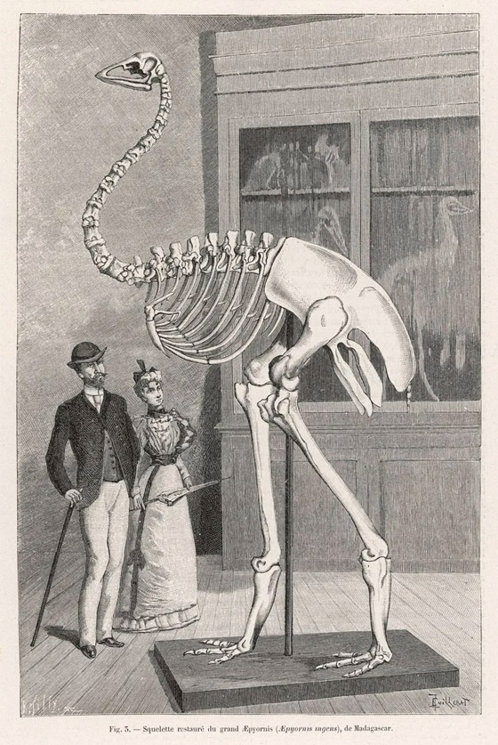 ماذا تعرف عن القارة المفقودة التي استغرق العثور عليها 375 عاما؟ صورة رقم 7