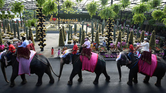 في عيد الحب.. زفاف جماعي على ظهور الأفيال صورة رقم 4