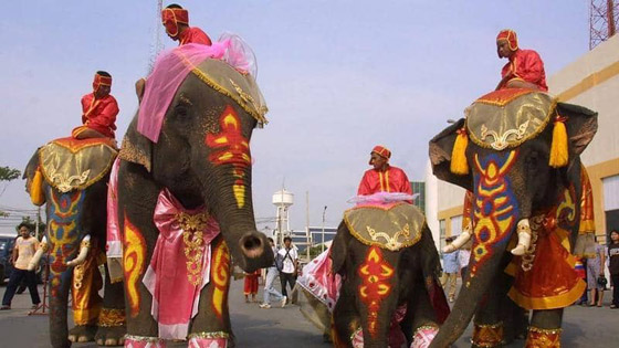 في عيد الحب.. زفاف جماعي على ظهور الأفيال صورة رقم 2