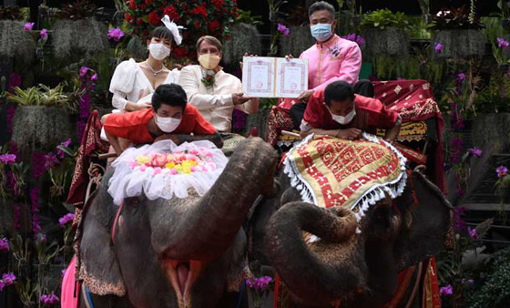 في عيد الحب.. زفاف جماعي على ظهور الأفيال صورة رقم 5