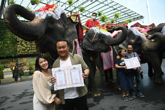 في عيد الحب.. زفاف جماعي على ظهور الأفيال صورة رقم 7