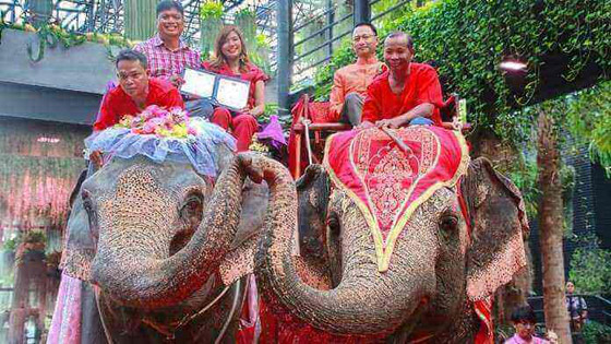 في عيد الحب.. زفاف جماعي على ظهور الأفيال صورة رقم 3