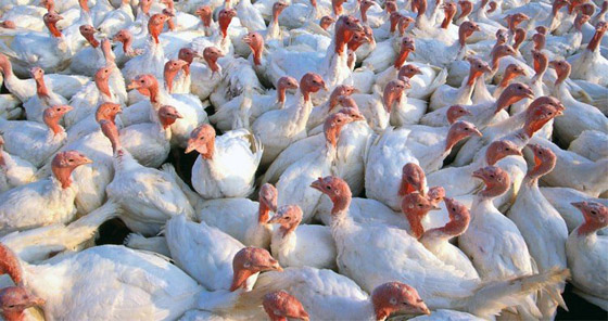 تعرفوا إلى 10 أشياء تعتقد أنها طبيعية ولكنها في الحقيقة من صنع الإنسان صورة رقم 8