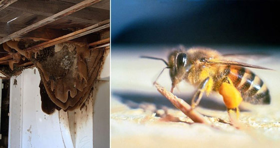 تعرفوا إلى 10 أشياء تعتقد أنها طبيعية ولكنها في الحقيقة من صنع الإنسان صورة رقم 10