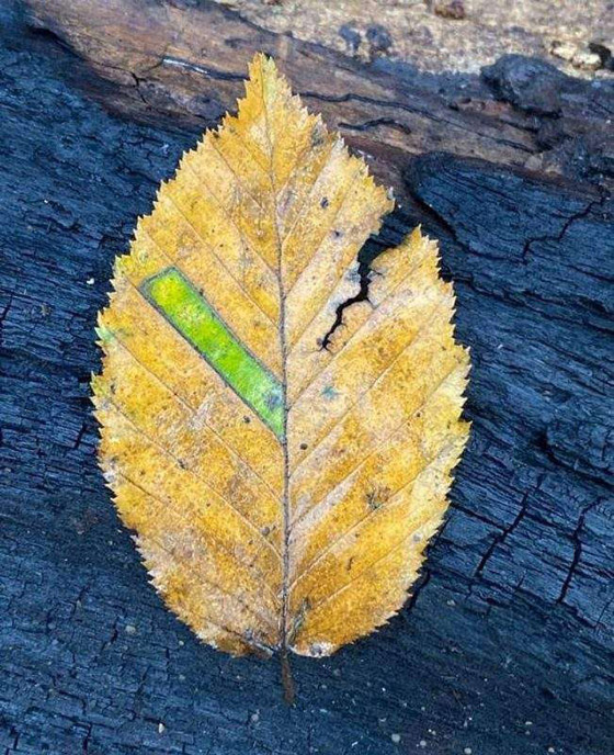 أشياء نادرة لا نراها إلا مرة واحدة في العمر صورة رقم 4