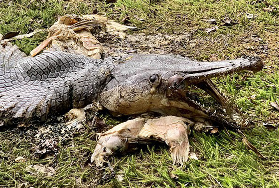 سمكة غريبة تشبه التمساح بأسنان حادة تحيّر الخبراء! صور صورة رقم 1