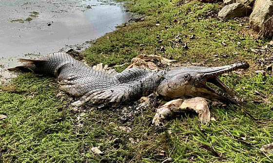 سمكة غريبة تشبه التمساح بأسنان حادة تحيّر الخبراء! صور صورة رقم 2
