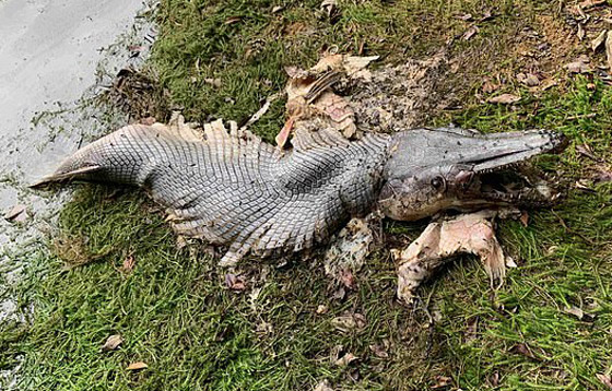 سمكة غريبة تشبه التمساح بأسنان حادة تحيّر الخبراء! صور صورة رقم 3