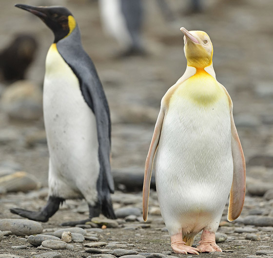 لأول مرة على الإطلاق! مصور يكتشف طائر بطريق أصفر اللون نادر صورة رقم 2