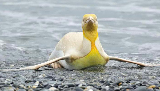 لأول مرة على الإطلاق! مصور يكتشف طائر بطريق أصفر اللون نادر صورة رقم 3