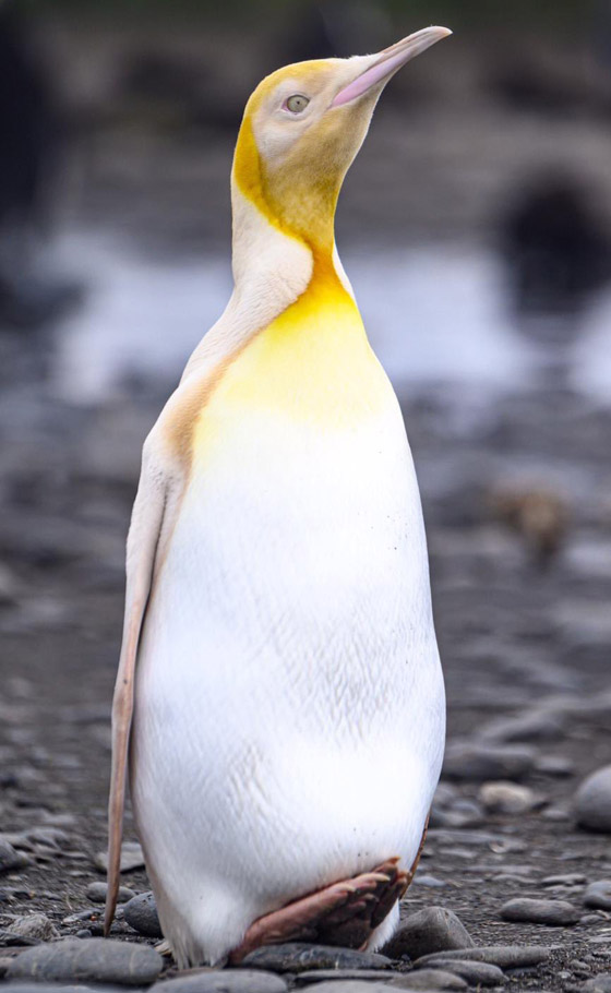 لأول مرة على الإطلاق! مصور يكتشف طائر بطريق أصفر اللون نادر صورة رقم 4