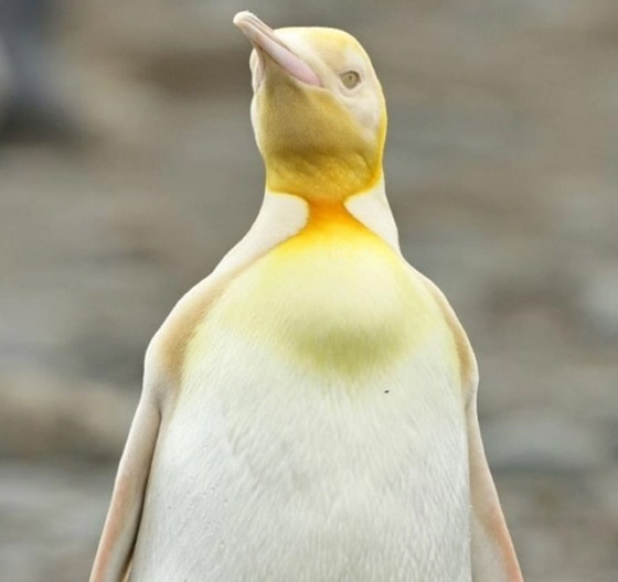 لأول مرة على الإطلاق! مصور يكتشف طائر بطريق أصفر اللون نادر صورة رقم 5