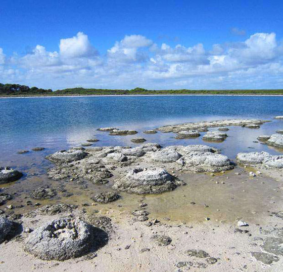 ستروماتوليت.. كيف حوت أحافير صخرية أقدم أشكال الحياة على الأرض؟ صورة رقم 4