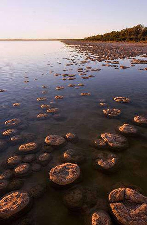 ستروماتوليت.. كيف حوت أحافير صخرية أقدم أشكال الحياة على الأرض؟ صورة رقم 5
