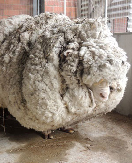 الخروف الأشعث.. قضى أعواما وهو يجرُ 