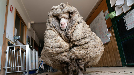 الخروف الأشعث.. قضى أعواما وهو يجرُ 