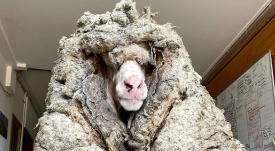 الخروف الأشعث.. قضى أعواما وهو يجرُ 