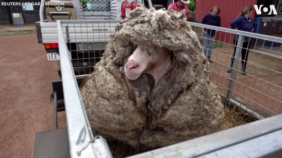 الخروف الأشعث.. قضى أعواما وهو يجرُ 