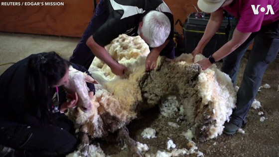 الخروف الأشعث.. قضى أعواما وهو يجرُ 