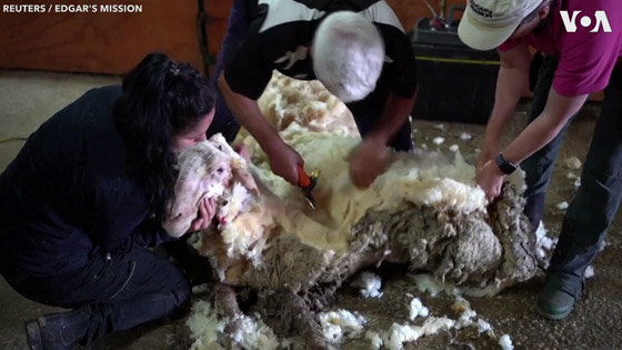 الخروف الأشعث.. قضى أعواما وهو يجرُ 