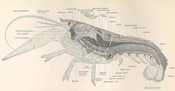 تعرفوا إلى 10 حقائق قمة في الغرابة من مملكة الحيوان صورة رقم 1