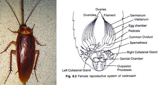 تعرفوا إلى 10 حقائق قمة في الغرابة من مملكة الحيوان صورة رقم 3
