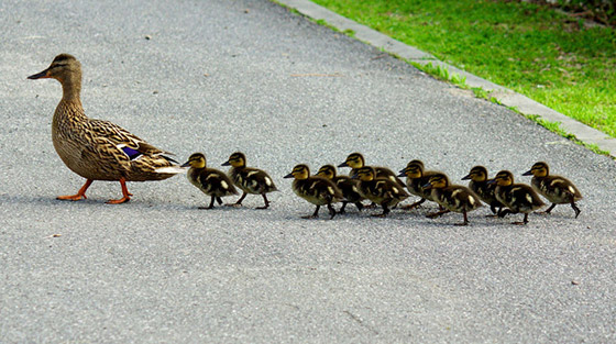 تعرفوا إلى 10 حقائق قمة في الغرابة من مملكة الحيوان صورة رقم 4