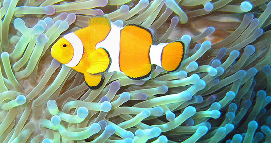 تعرفوا إلى 10 حقائق قمة في الغرابة من مملكة الحيوان صورة رقم 5