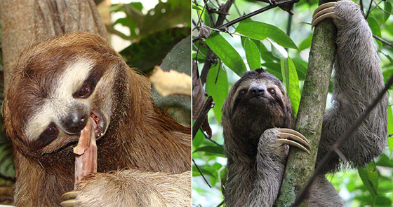 تعرفوا إلى 10 حقائق قمة في الغرابة من مملكة الحيوان صورة رقم 6