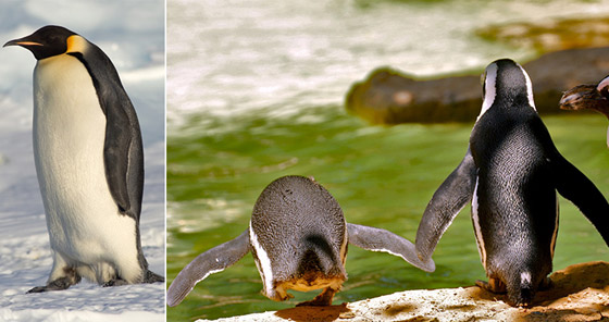 تعرفوا إلى 10 حقائق قمة في الغرابة من مملكة الحيوان صورة رقم 8