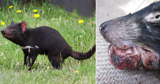 تعرفوا إلى 10 حقائق قمة في الغرابة من مملكة الحيوان صورة رقم 9