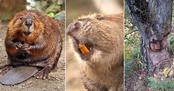 تعرفوا إلى 10 حقائق قمة في الغرابة من مملكة الحيوان صورة رقم 10