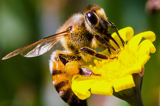 حشرات لا يجب قتلها لهذا السبب! صورة رقم 4