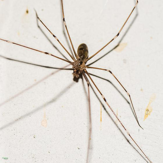 حشرات لا يجب قتلها لهذا السبب! صورة رقم 5