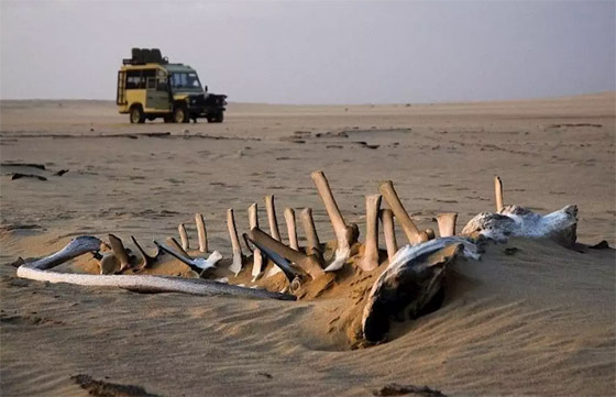 حيوانات وأسماك وإشعاعات نووية.. إليكم أخطر 5 شواطئ حول العالم صورة رقم 3