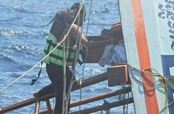 بحار تايلندي يغامر بحياته لإنقاذ قطط من عرض البحر وصور ترصد بطولته صورة رقم 7 بحار تايلندي يغامر بحياته لإنقاذ قطط من عرض البحر وصور ترصد بطولته صورة رقم 7